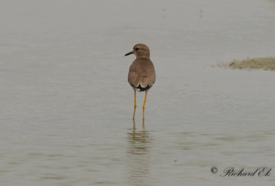 Sumpvipa - White-tailed Plover (Chettusia leucura)