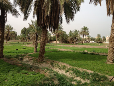 Jahra Farms