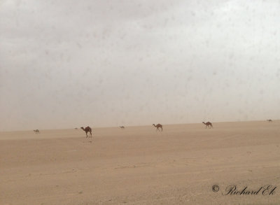 Desert & Camels