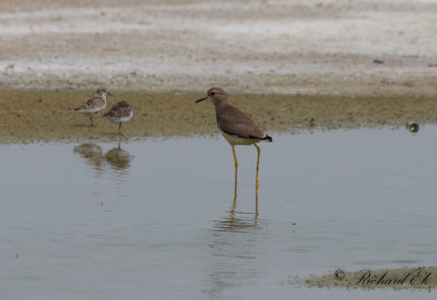 Sumpvipa - White-tailed Lapwing (Chettusia leucura)