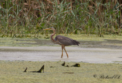 Purpurhger - Purple Heron (Ardea purpurea)