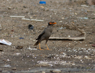 Brinkmajna - Bank Myna (Acridotheres ginginianus)