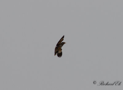 Brinkmajna - Bank Myna (Acridotheres ginginianus)