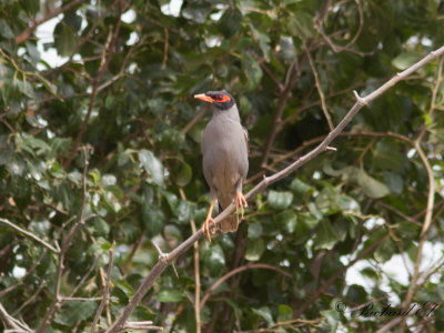 Brinkmajna - Bank Myna (Acridotheres ginginianus)