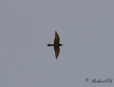 Bitare - European Bee-eater (Merops apiaster)