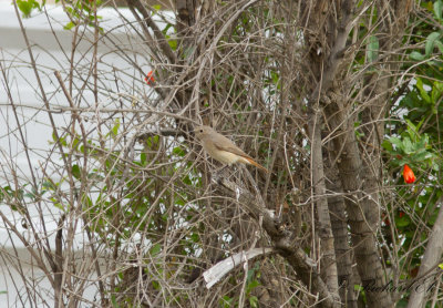 Rdstjrt - Common Redstart (Phoenicurus phoenicurus)