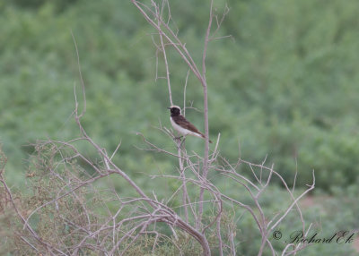 Nunnestenskvtta - Pied Wheatear (Oenanthe pleschanka)