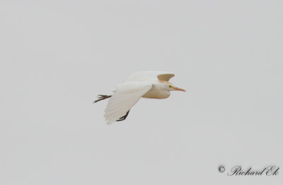 Kohger - Cattle Egrett (Bubulcus ibis)