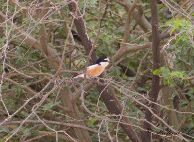 Masktrnskata - Masked Shrike ( Lanius nubicus)