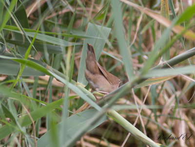 Vassngare - Savi's Warbler (Locustella luscinioides)