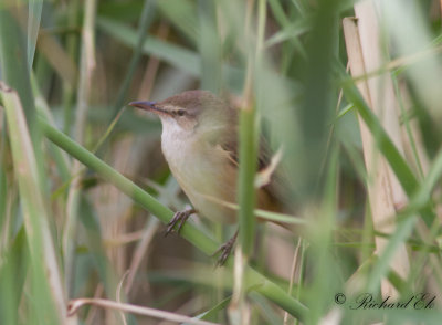 Trastsngare - Great Reed Warbler (Acrocephalus arundinaceus)