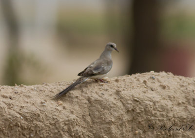 Lngstjrtsduva - Namaqua Dove (Oena capensis)