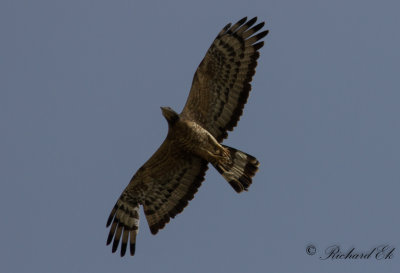 Tofsbivrk - Crested Honey Buzzard (Pernis ptilorhyncus)