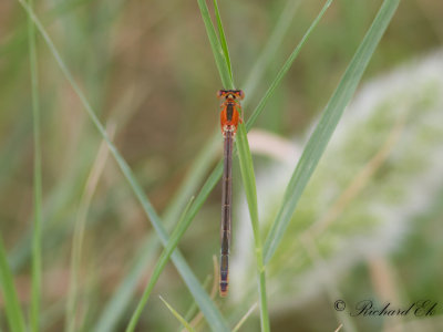 Damselfly sp.