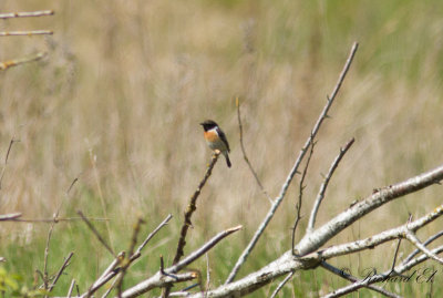 Svarthakad buskskvätta - Stonechat (Saxicola rubicola)