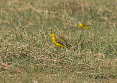 Gulrla - Yellow Wagtail (Motacilla flava lutea)