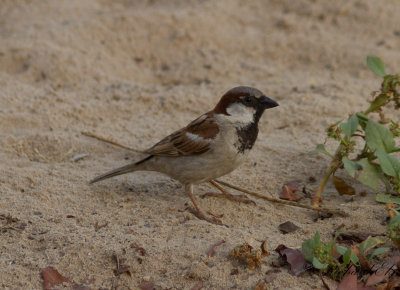 Grsparv - House Sparrow (Passer domesticus)