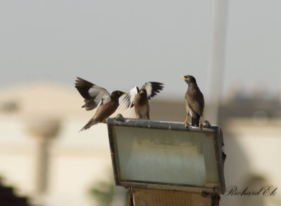 Brun majna - Common Myna (Acridotheres tristis)