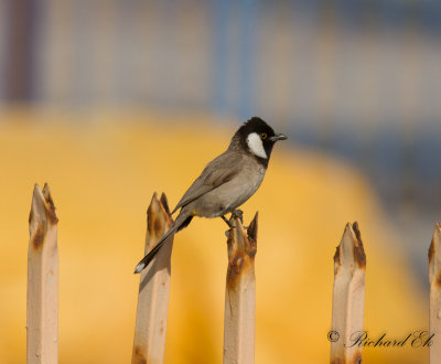 Vitkindad bulbyl - White-eared Bulbul (Pycnonotus leucotis)