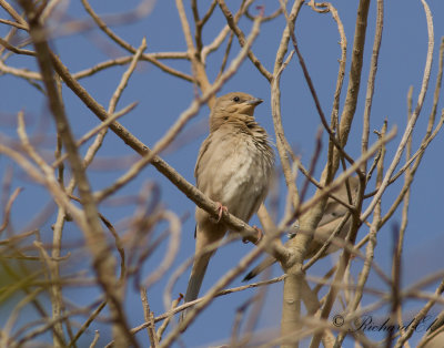 Hypokolius - Grey Hypocolius (Hypocolius ampelinus)