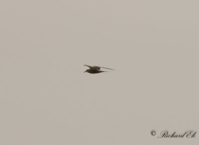 Vitkindad trna - White-cheeked Tern (Sterna repressa)