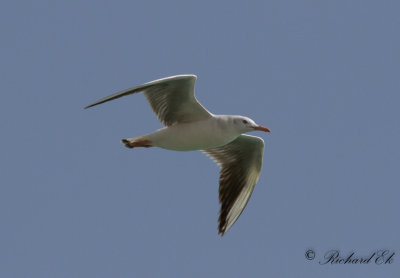 Lngnbbad ms - Slender-billed gull (Larus genei) 