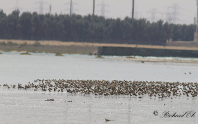 A bit of a massive wader flock!