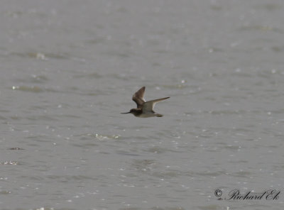 Tereksnppa - Terek Sandpiper (Xenus cinereus)