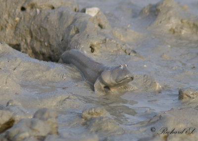 Slamkrypare - Mud skipper (Boleophthalmus dussumieri)