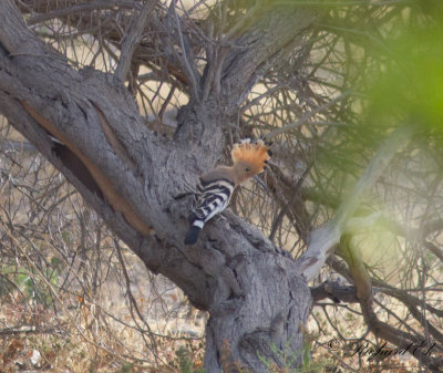 Hrfgel - Hoopoe (Upupa epops)