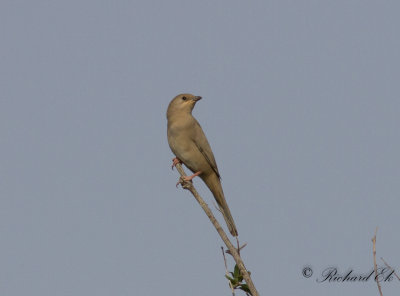 Hypokolius - Grey Hypocolius (Hypocolius ampelinus)