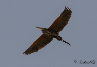 Purpurhger - Purple Heron (Ardea purpurea)