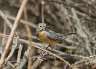 Vitstrupig nktergal - White-throated Robin (Irania gutturalis)