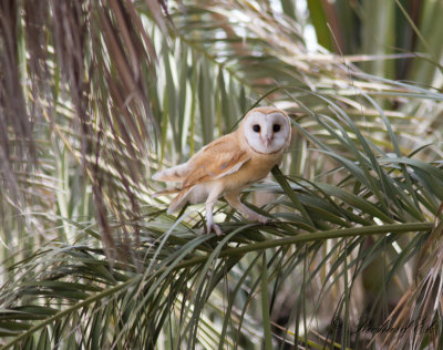 Tornuggla - Barn Owl (Tyto alba erlangeri)