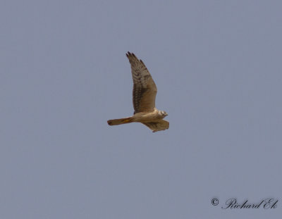 Stpphk - Pallid Harrier (Circus macrourus)