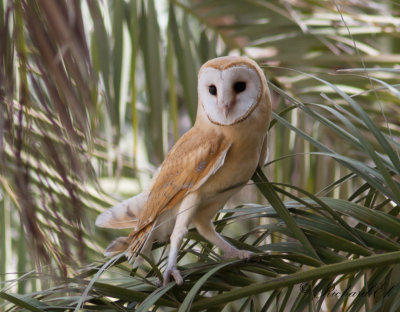 Tornuggla - Western Barn Owl (Tyto alba erlangeri)