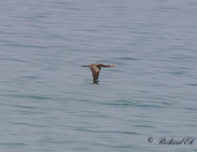 Sokotraskarv - Socotra Cormorant (Phalacrocorax nigrogularis)