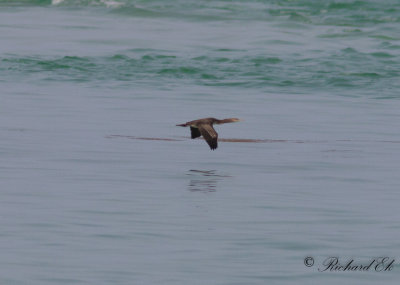 Sokotraskarv - Socotra Cormorant (Phalacrocorax nigrogularis)