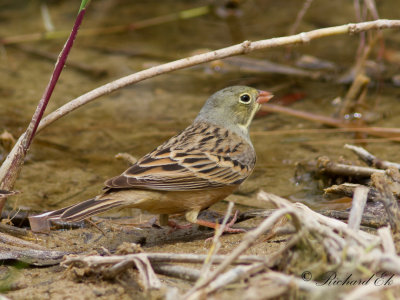 Ortolansparv - Ortolan Bunting (Emberiza hortulana)