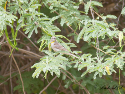 Gulstrupig stensparv - Chestnut-shouldered Petronia (Petronia xanthocollis)