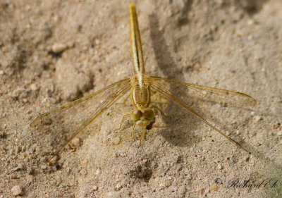 Dragonfly sp.