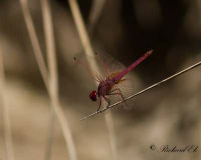 Violet Dropwing (Trithemis annulata)