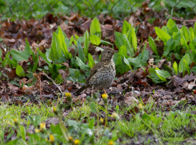 Taltrast - Song thrush (Turdus philomelos)