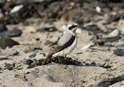 Stenskvätta - Northern Wheatear (Oenanthe oenanthe)