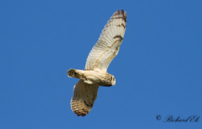Jorduggla - Short-eared Owl (Asio flammeus)
