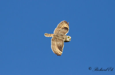 Jorduggla - Short-eared Owl (Asio flammeus)