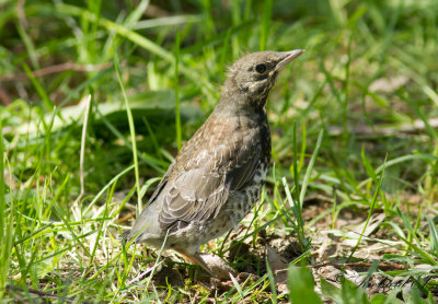Björktrast - Fieldfare (Turdus pilaris)