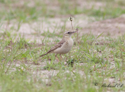 Fältpiplärka - Tawny Pipit (Anthus campestris)