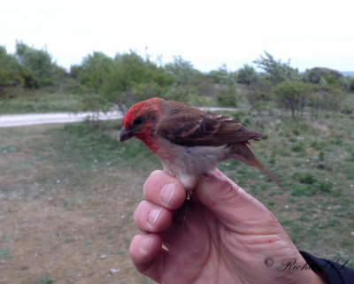 Rosenfink - Common Rosefinch (Carpodacus erythrinus)