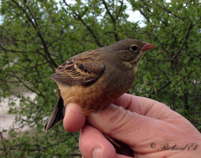 Ortolansparv - Ortolan Bunting (Emberiza hortulana)